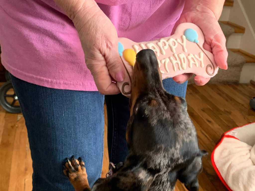 Dachshund being handed a birthday treat